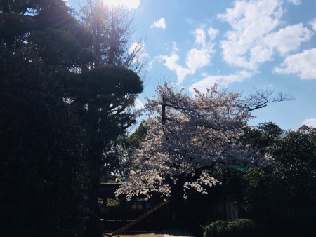 115 Nezu jinja Shrine